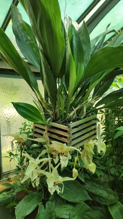 Stanhopea 5