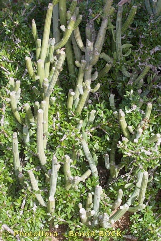 Kleinia anteuphorbium 24