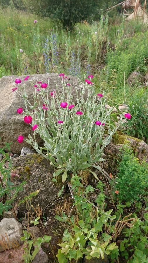 Silene coronaria 12