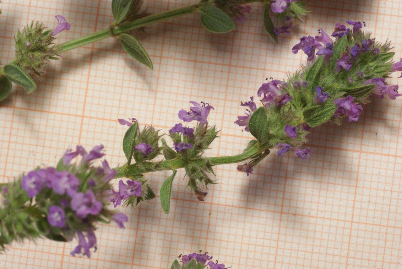 Micromeria 3