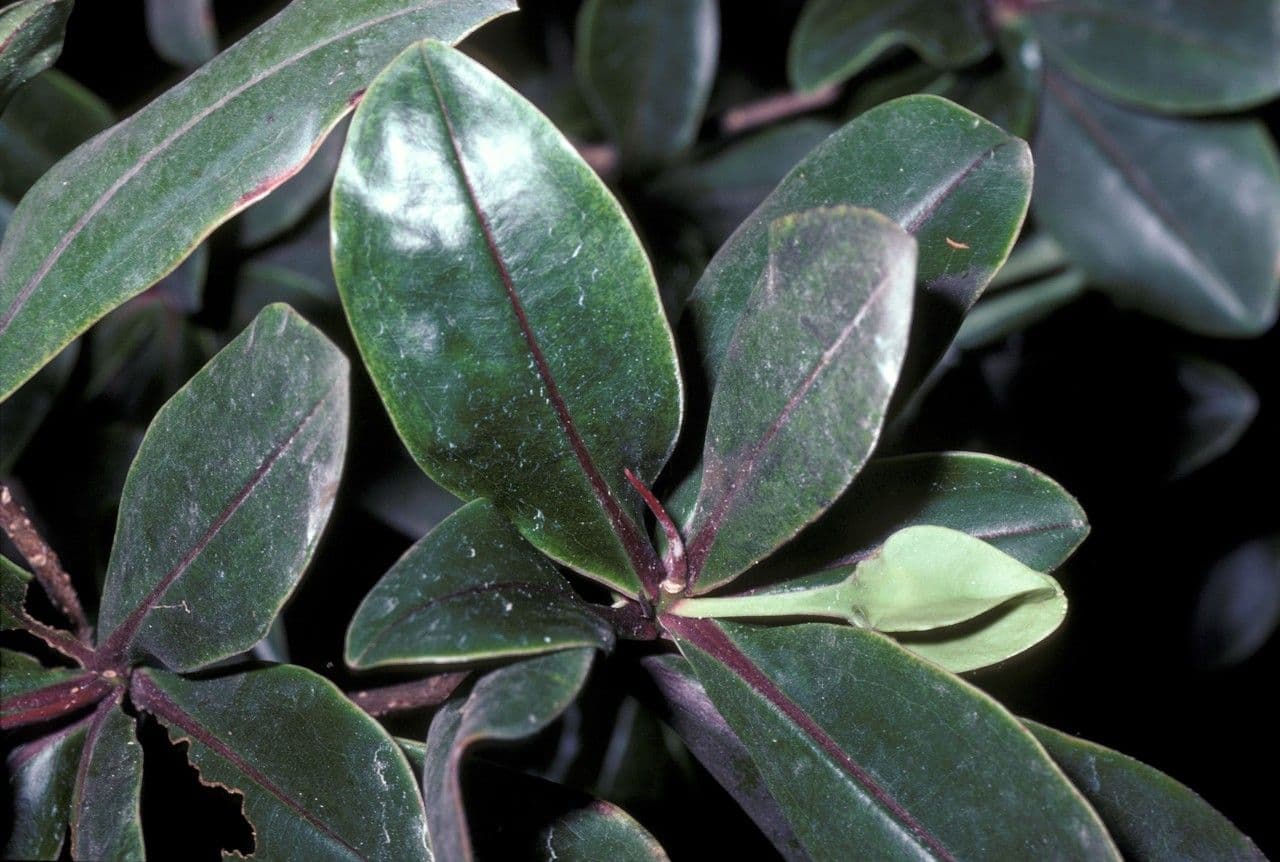 Foetidia