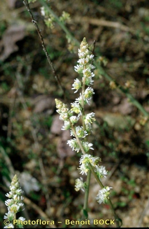 Sesamoides purpurascens 25