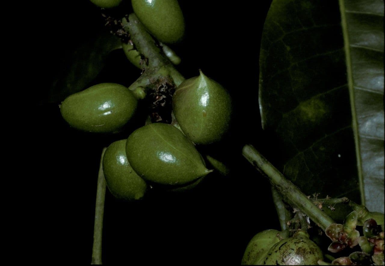 Protium heptaphyllum 4