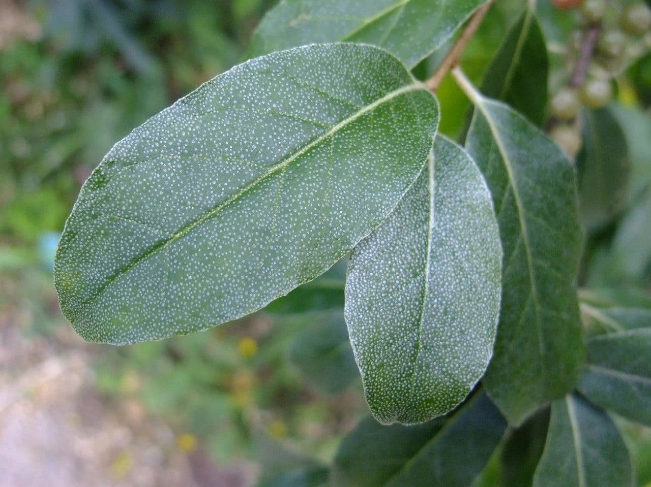 Kleinblättrige Ölweide 7