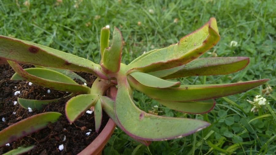 Carpobrotus chilensis 9