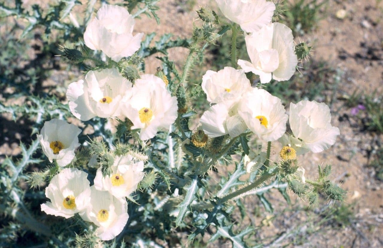 Argemone 10