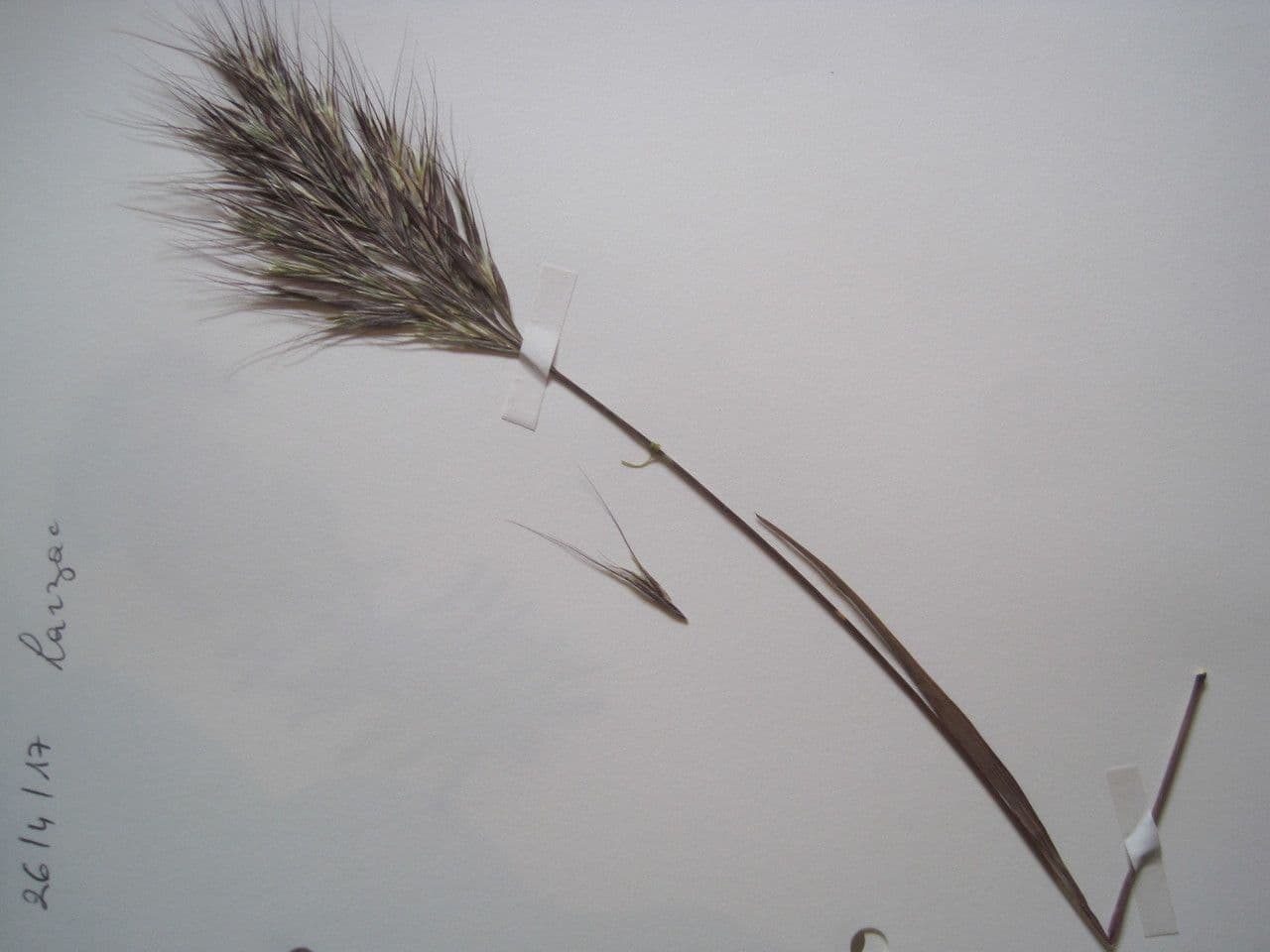 Rote Trespe 7