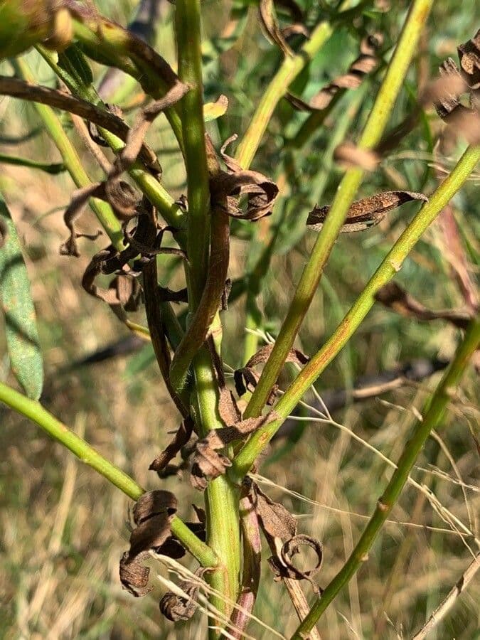 Euthamia graminifolia 21