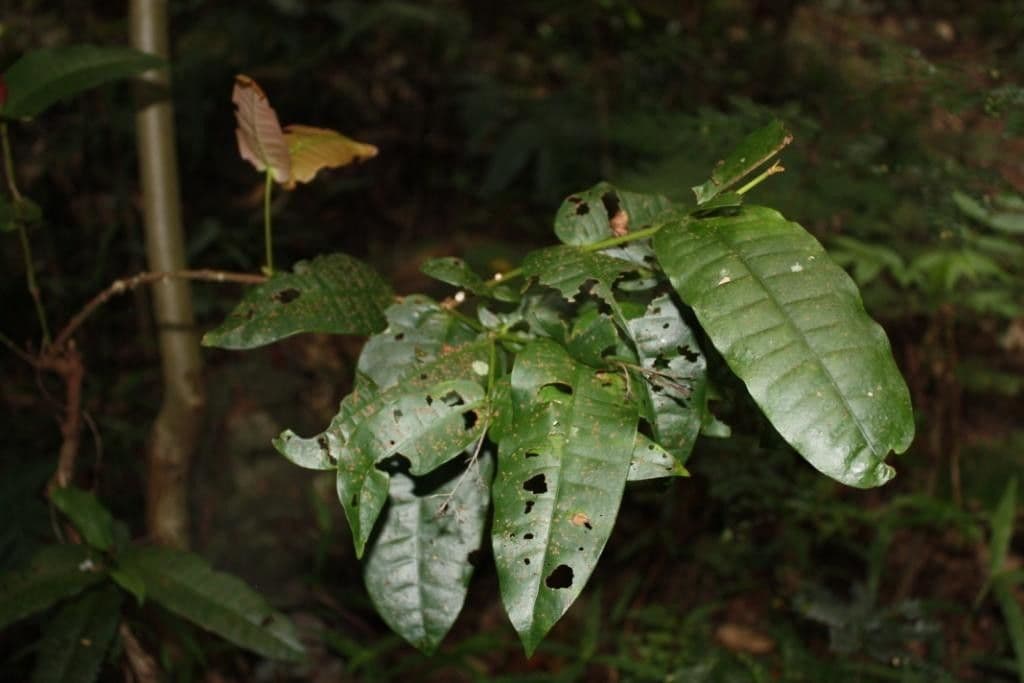 Ixora 3
