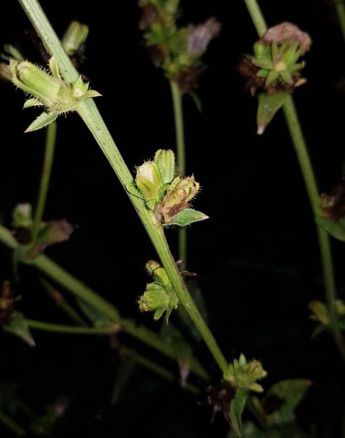 Cicoria comune 5
