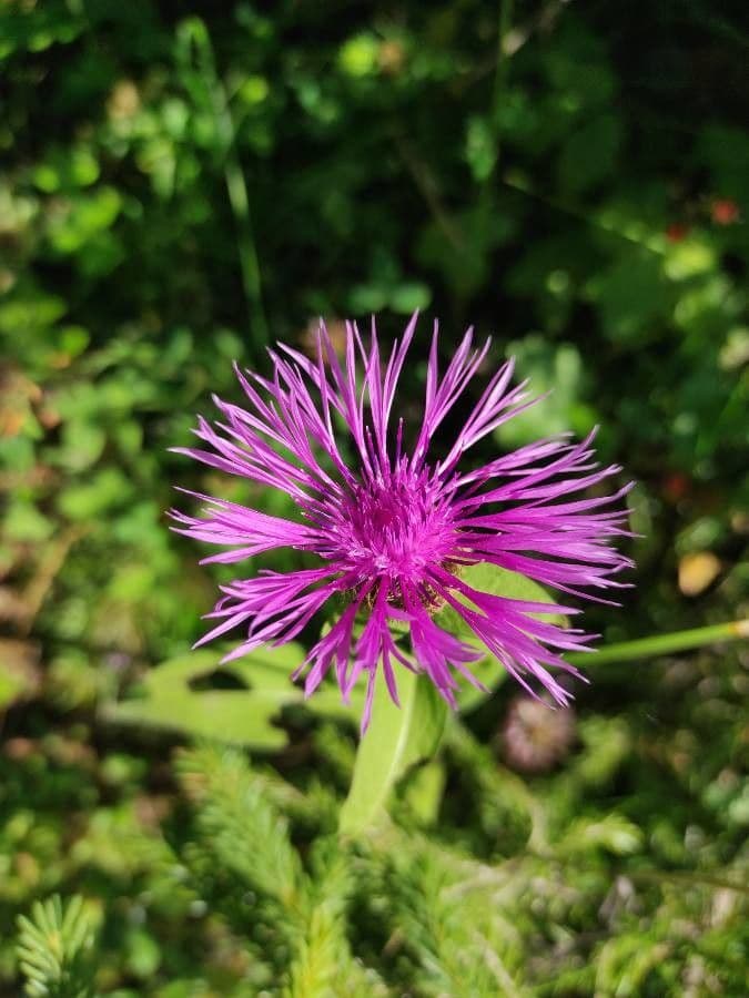 Einköpfige Flockenblume 8