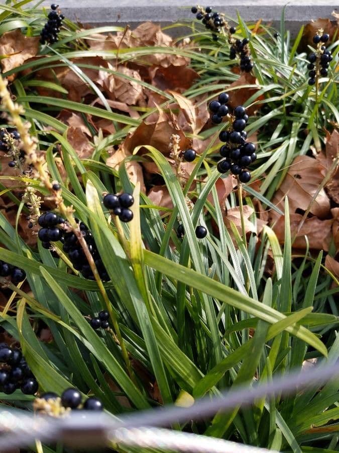Liriope