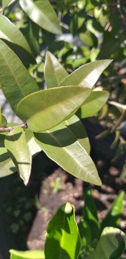 Blepharocalyx 11