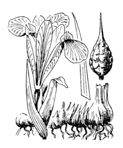 Iris spuria 20