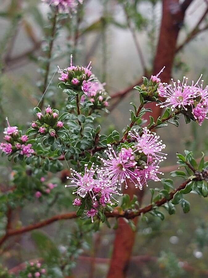 Kunzea 5