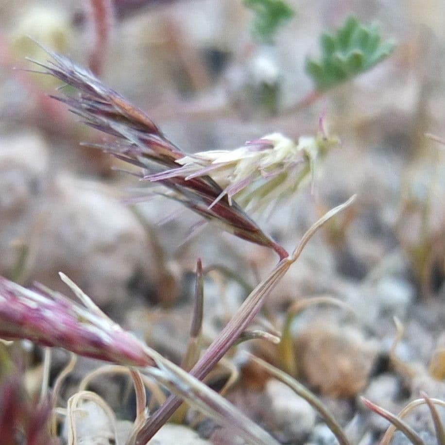 Chondrosum 3