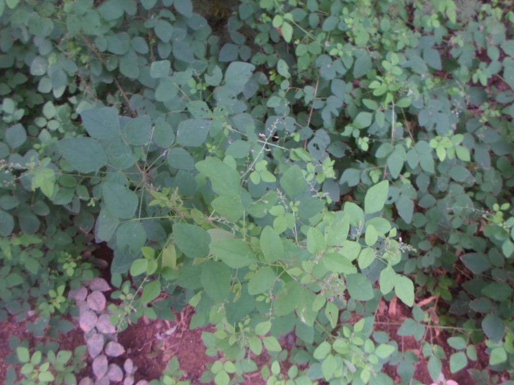 Desmodium 2