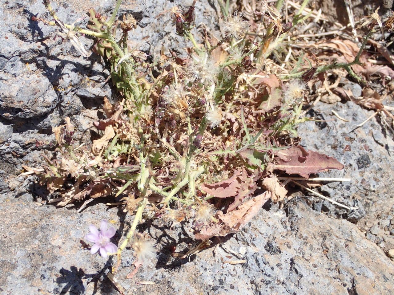 Lattuga palmata 10