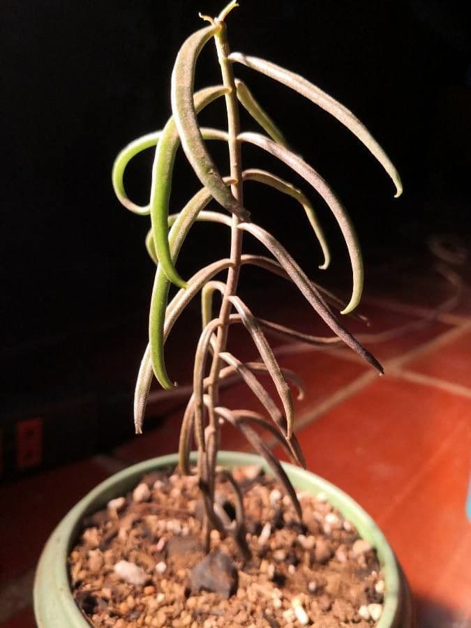 Kalanchoe 3
