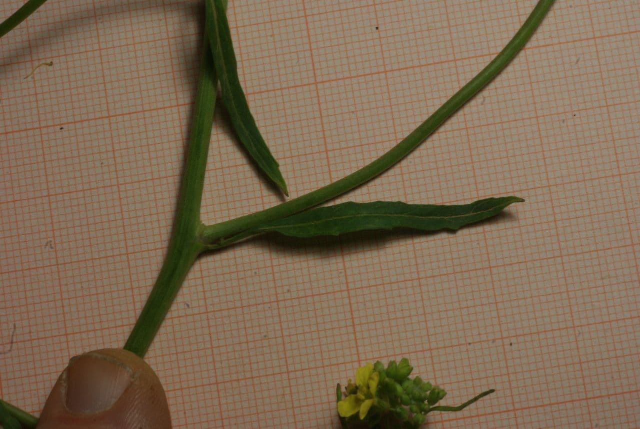 Senape ruca 22