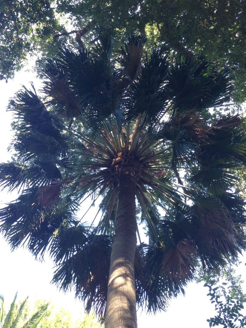 Palma australiana 3