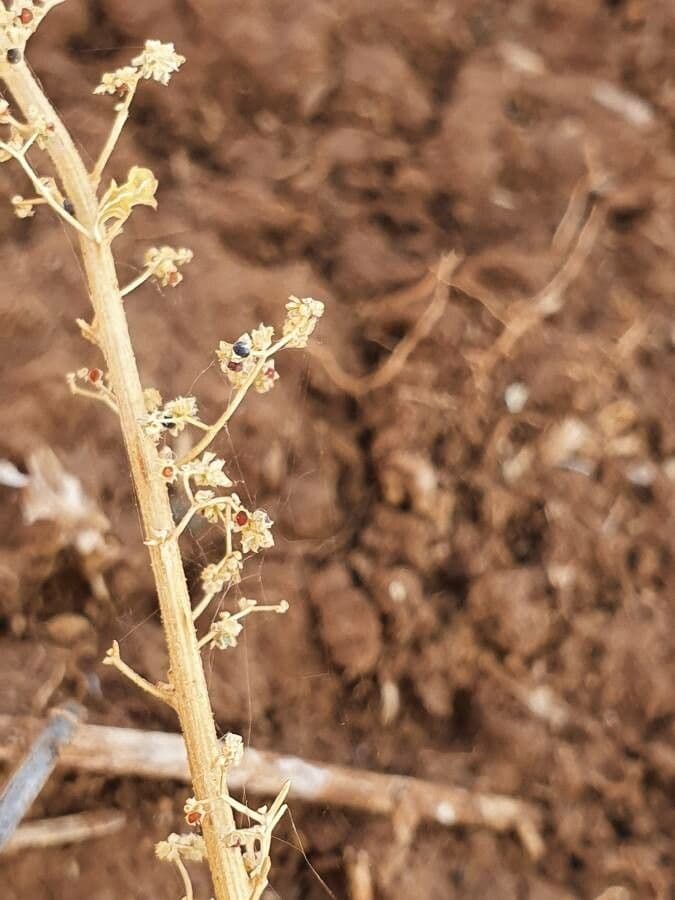 Dysphania
