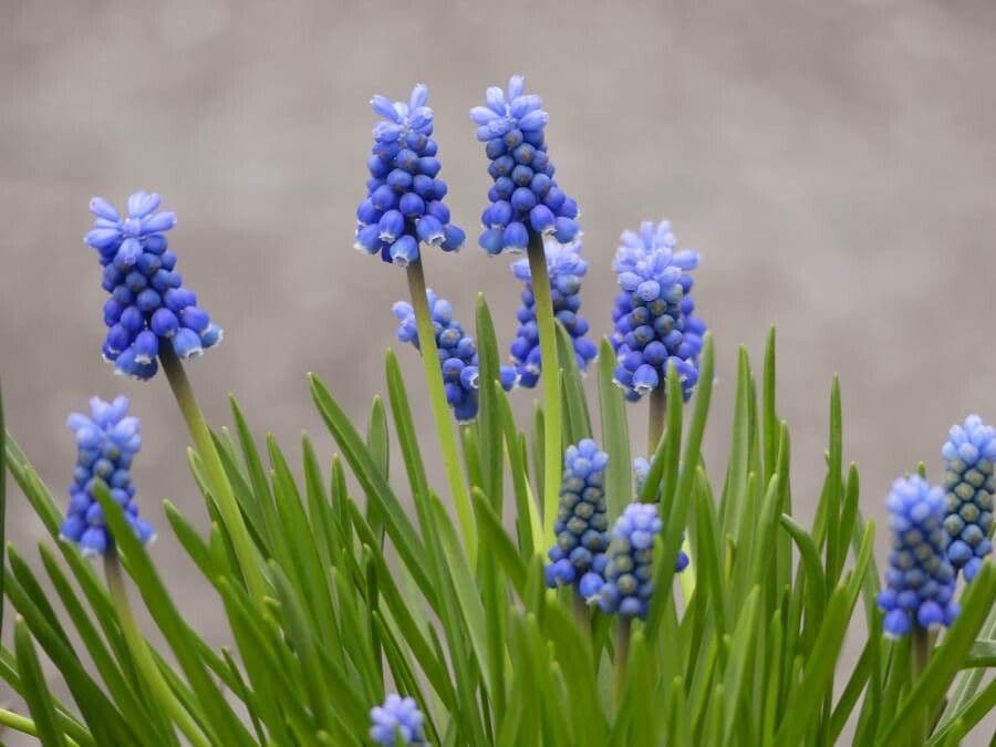 Muscari azzurro 18