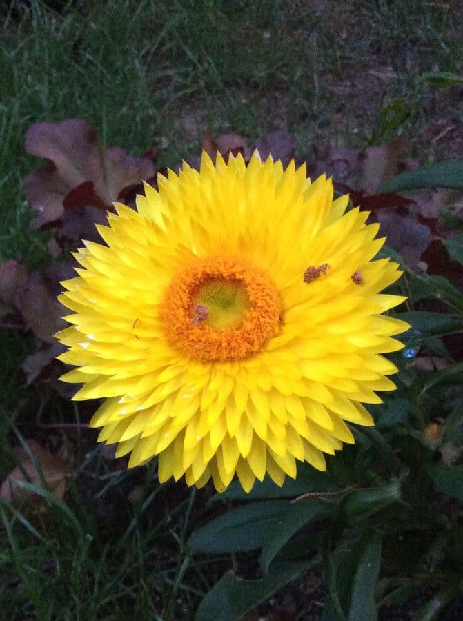 Xerochrysum 7