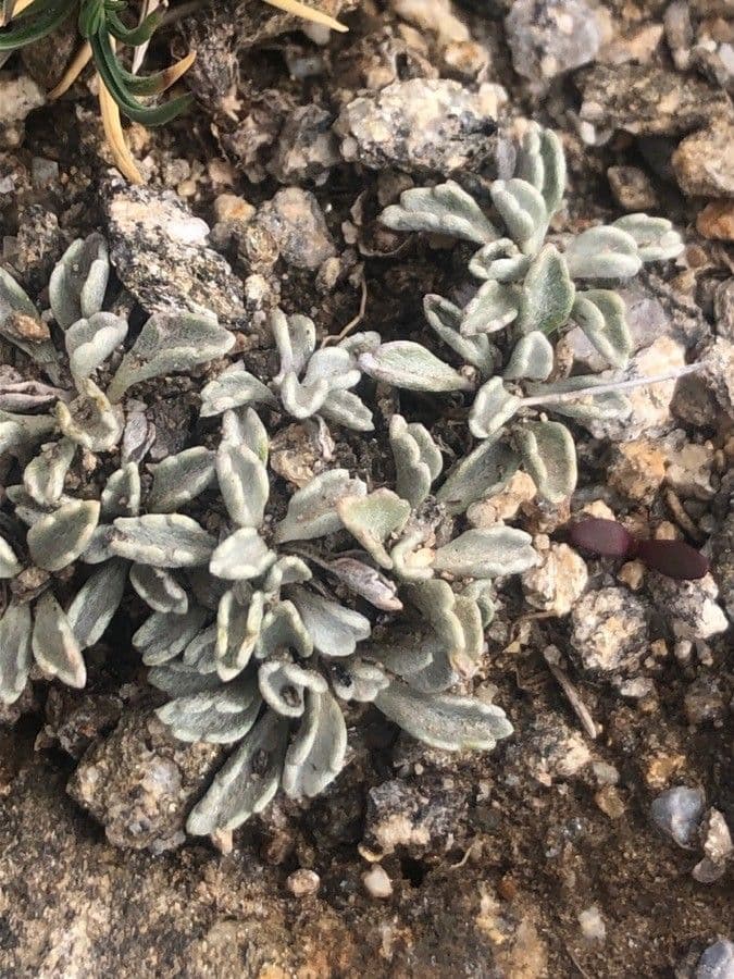 Jacobaea 2