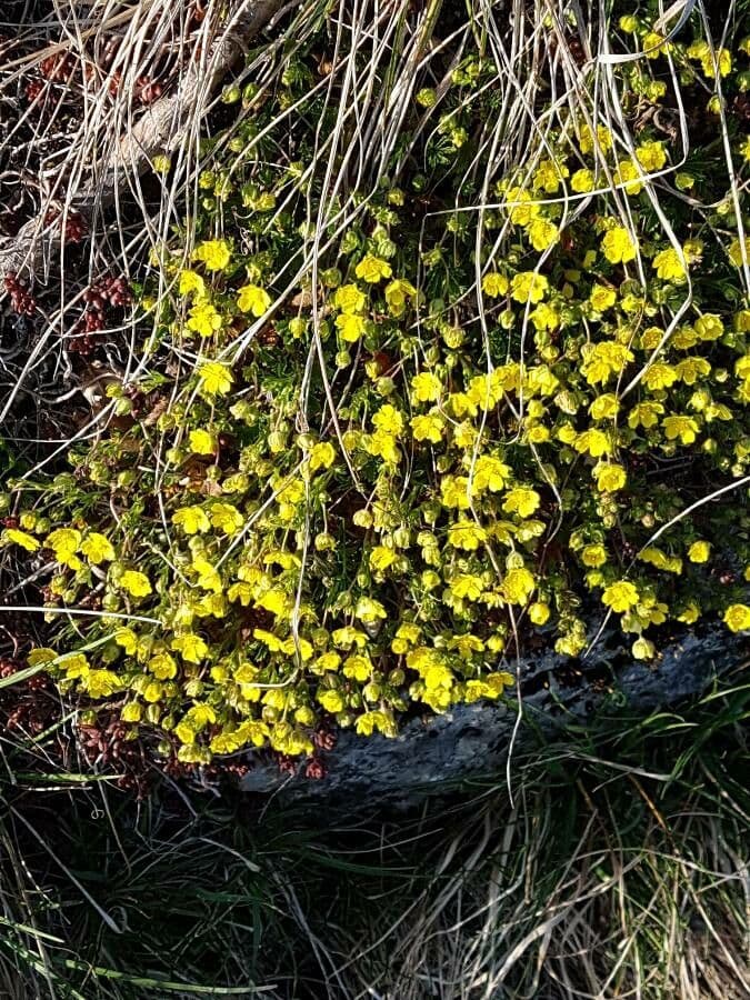 Cincoenrama de primavera 13