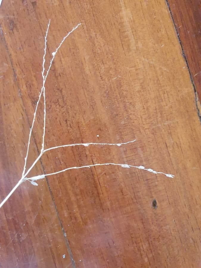 Digitaria