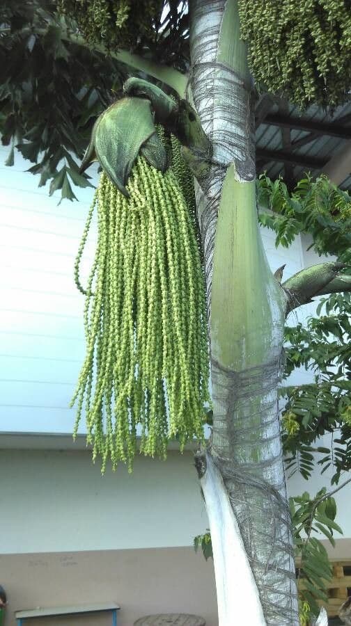 Palmier queue de poisson 4
