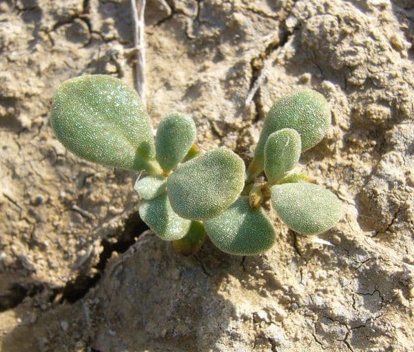 Portulaca occidentale 10