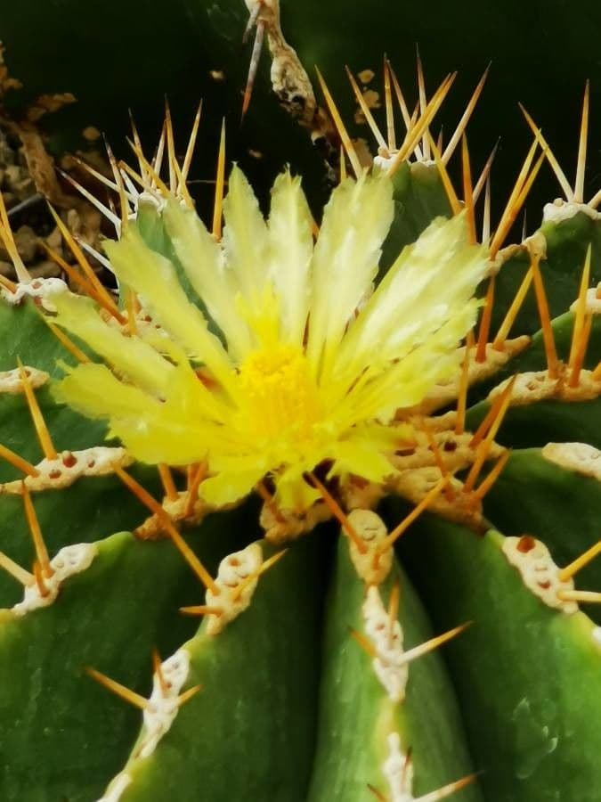 Cactus 5