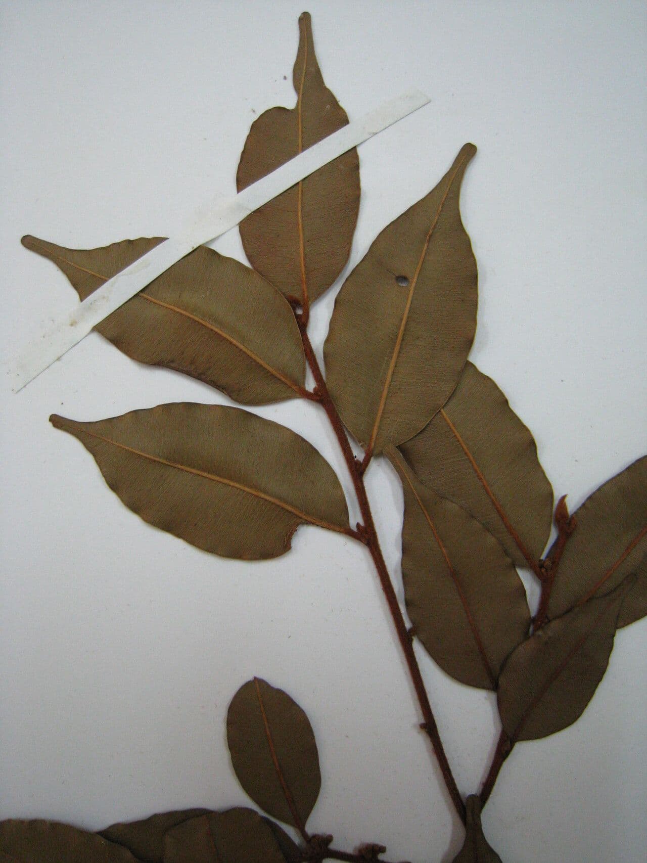 Micropholis venulosa 4