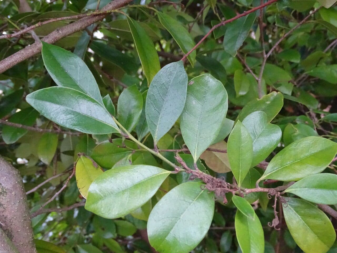 Distylium racemoso 8