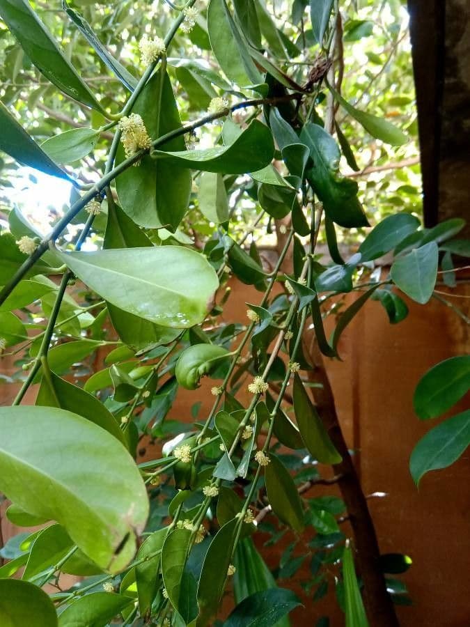 Suregada multiflore