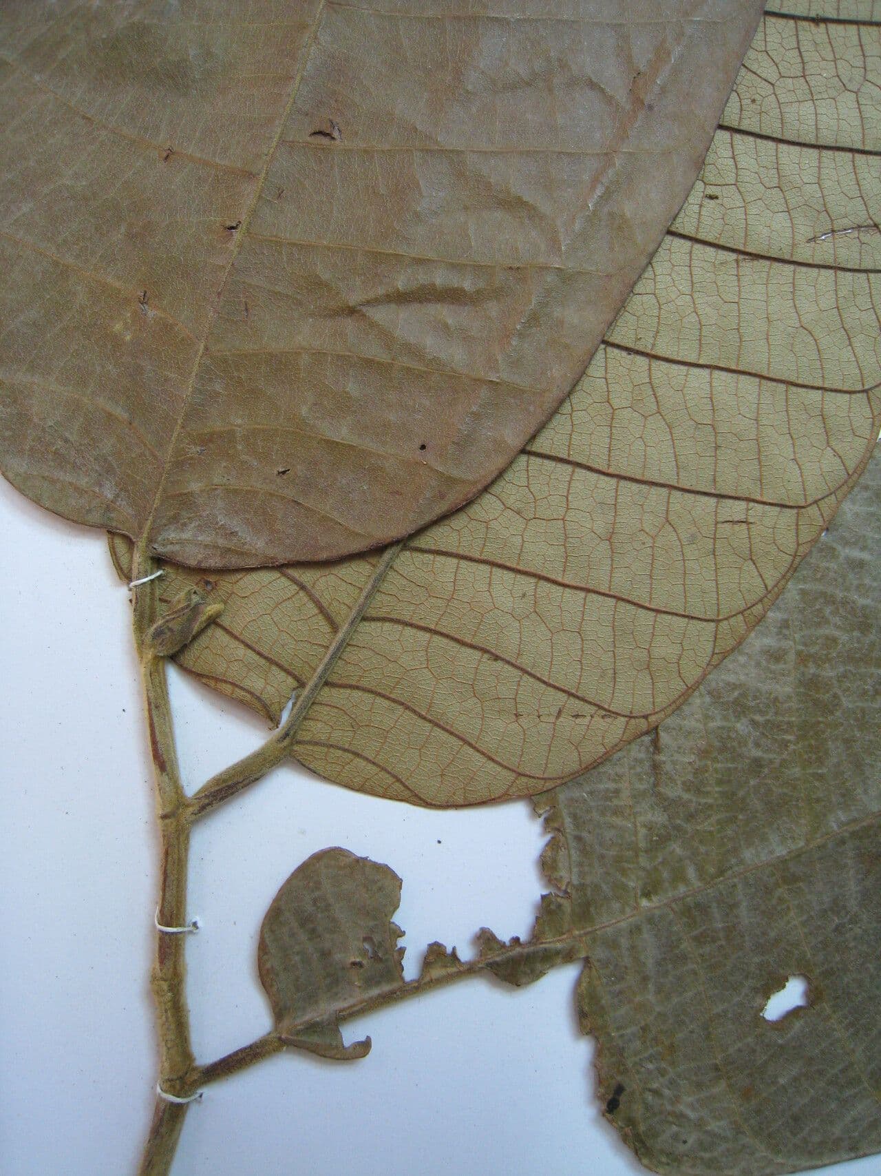 Helicostylis 14