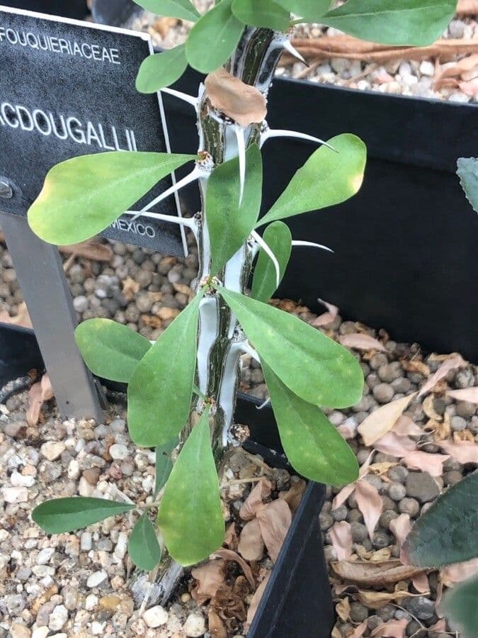Fouquieria 5