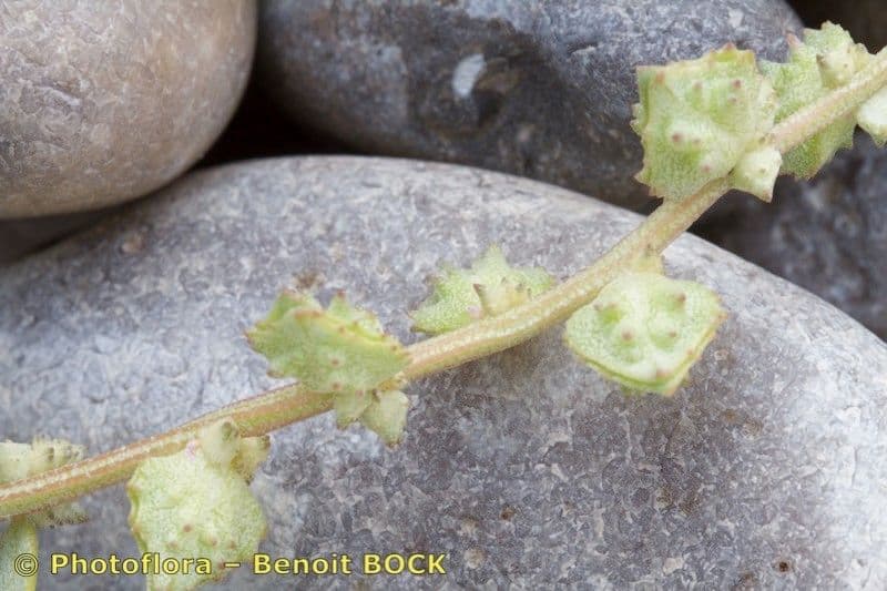 Atriplex glabriuscula 23