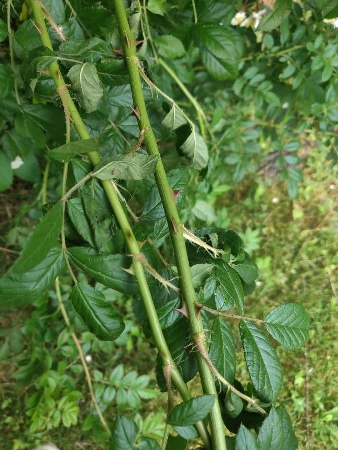 Rosa multiflora 25
