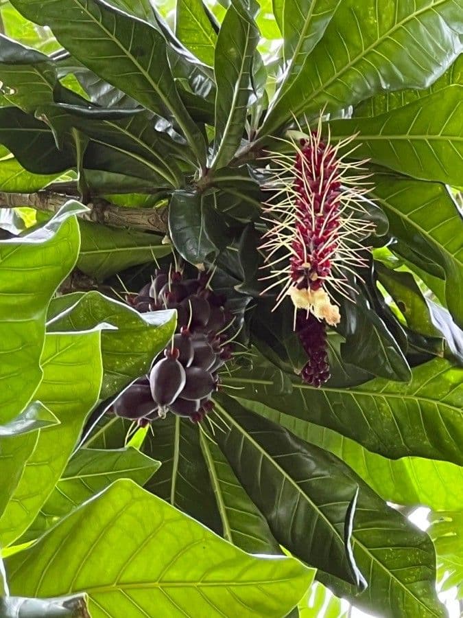 Barringtonia 3