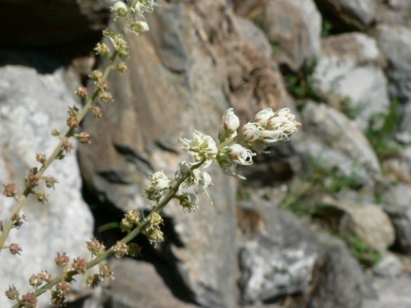 Glaser 6