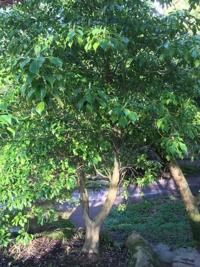Trochodendron 12