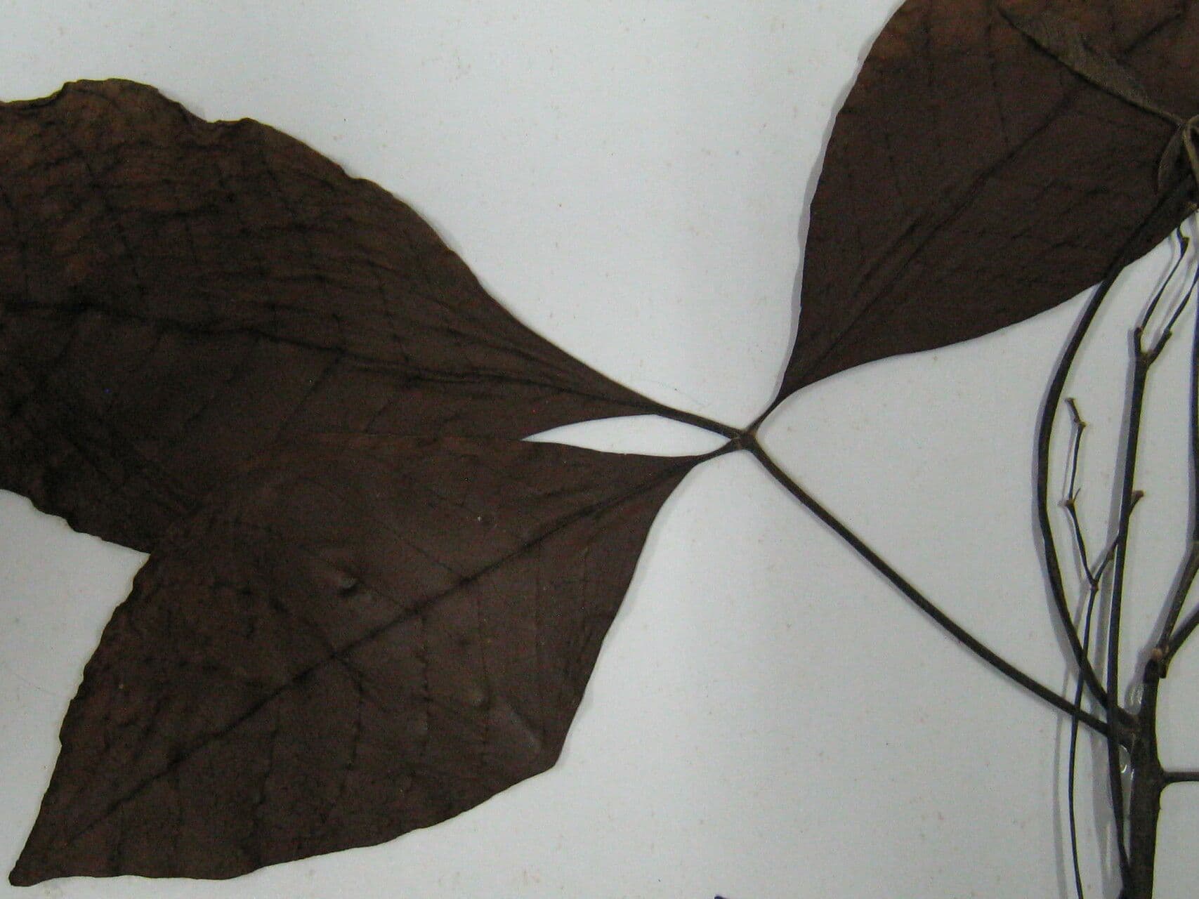 Agocha 5