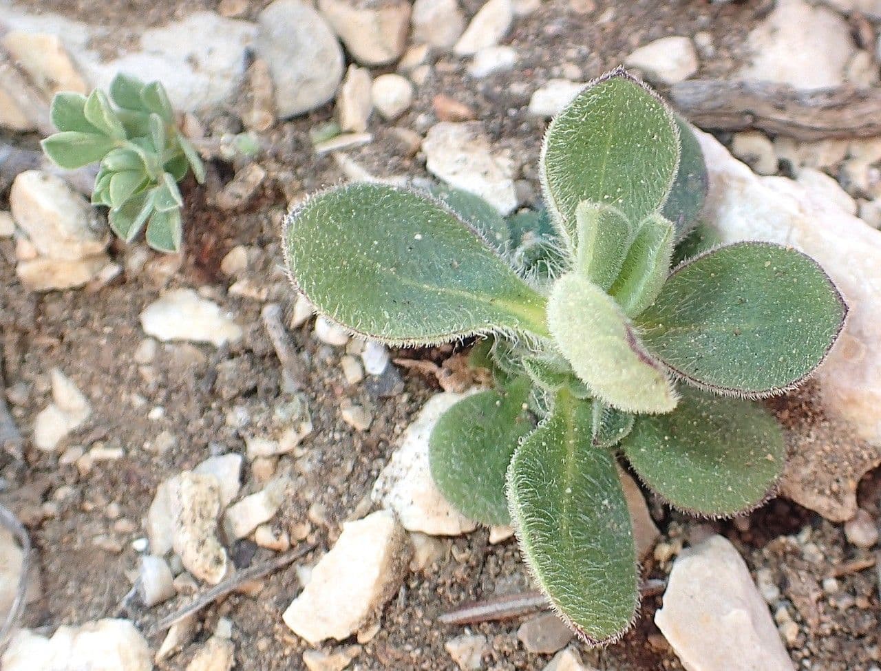 Mediterranean catchfly 13
