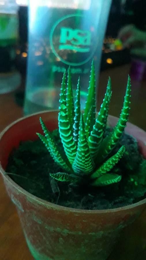 Pianta zebra 21
