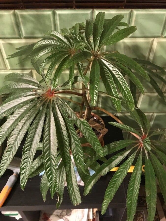 Begonia 9
