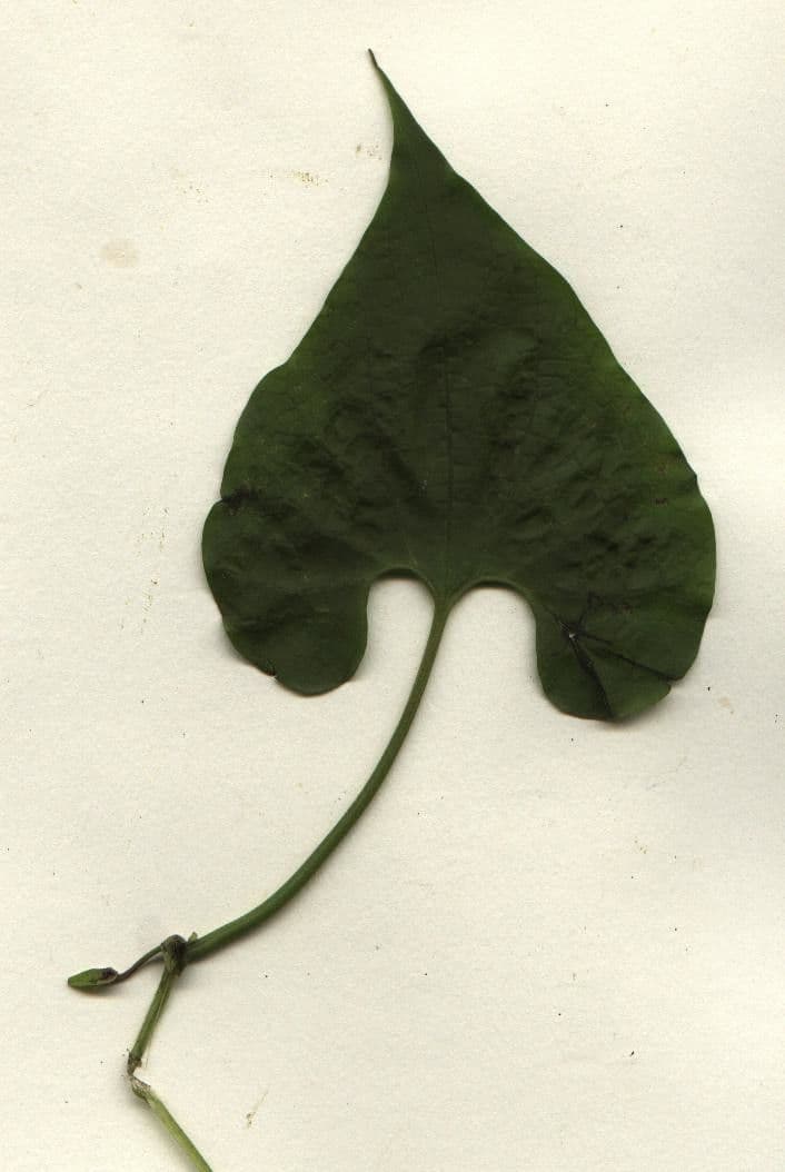 Podražec gorgonský 23