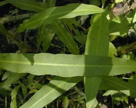 Rumice verticillata 6